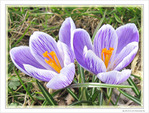 Nous sommes deux soeurs printani�res -- 25/03/10