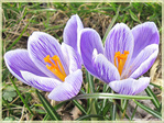 Nous sommes deux soeurs printani�res -- 25/03/10