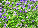 T�tes � droite -- 23/06/09