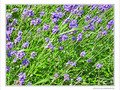 T�tes � droite -- 23/06/09