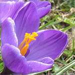 Le printemps est annonc� -- 23/03/10