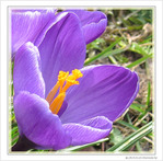 Le printemps est annonc� -- 23/03/10
