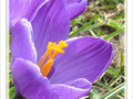 Le printemps est annonc� -- 23/03/10