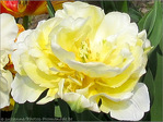 Fleur papier cr�pon Blanc Soleil -- 28/04/09