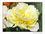Fleur papier cr�pon blanc soleil -- 28/04/09