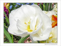 Fleur papier cr�pon blanc -- 29/04/09