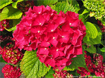 Moi, c'est Hortensia -- 30/06/09