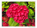 Moi, c'est Hortensia -- 30/06/09
