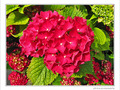 Moi, c'est Hortensia -- 30/06/09