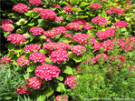 Ombrelles d'Hortensia -- 30/06/09