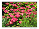 Ombrelles d'Hortensia -- 30/06/09