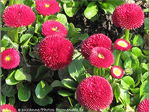 Rouges pompons -- 03/05/09