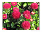 Rouges pompons -- 03/05/09