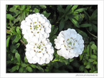 Petites mais costaudes -- 14/05/09