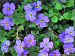 Bleue harmonie -- 03/06/09