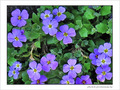 Bleue harmonie -- 03/06/09