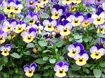 Regards fleuris -- 02/05/09