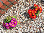 La Vie sur les Cailloux -- 16/05/09