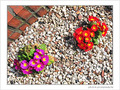 La vie sur les cailloux -- 16/05/09