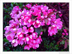 Fleurs roses d'avril