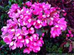 Fleurs roses d'avril -- 08/06/10
