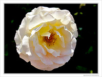 Blancheur de fleur