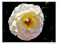 Blancheur de fleur -- 15/07/10