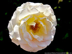 Blancheur de fleur -- 15/07/10