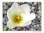 Blanche floraison