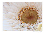 Les coeurs se r�pondent -- 13/05/08