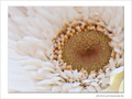 Les coeurs se r�pondent -- 13/05/08