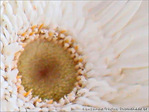 Les Coeurs se r�pondent -- 13/05/08