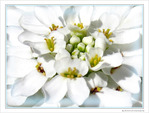 Blanche fleur -- 19/05/10