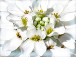 Blanche fleur