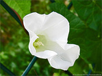 Robe blanche au vent l�ger -- 27/09/09