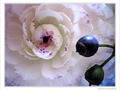 Robe � crinoline blanc prune -- 15/04/10