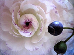 Robe � crinoline blanc prune -- 15/04/10