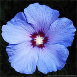 Fleur bleue je suis -- 14/08/09