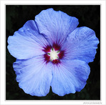 Fleur bleue je suis -- 14/08/09