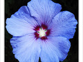 Fleur bleue je suis -- 14/08/09