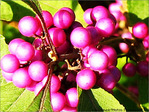 Fushia d'Octobre -- 18/10/06