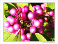 Fushia d'octobre -- 18/10/06