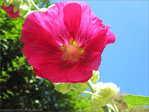 Au vent d'�t� -- 17/09/09