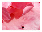 Touch�e Coeur -- 01/04/12