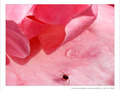 Touch�e Coeur -- 01/04/12