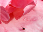 Touch�e Coeur -- 01/04/12