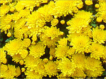 P�tales de Soleil -- 15/10/08