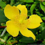 Tout de Jaune v�tue -- 22/09/09