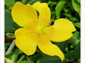 Tout de jaune v�tue -- 22/09/09