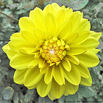 Jaune novembre -- 03/11/09